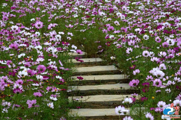 樱花、格桑花、向日葵…校花争艳,你看好哪一