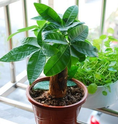 新年旺运风水植物选一盆搬回家吧