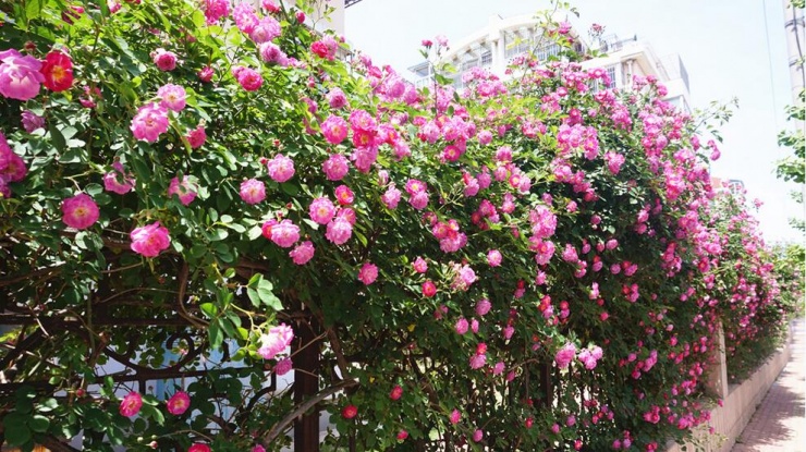 蔷薇攻占青岛大街小巷 到处都是唯美花墙