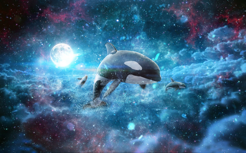 机会来了,不但可以与鲸鱼近距离接触,还可以与星空亲密接触,置身