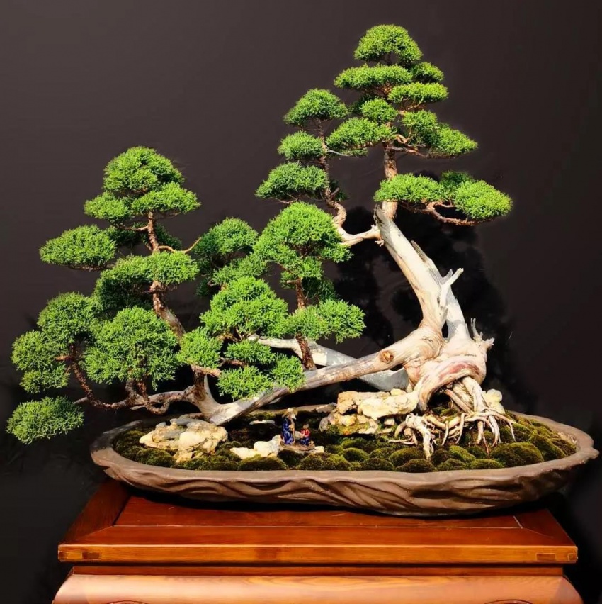 景韵琅琊万象在旁丨国内顶级盆景书画展登临